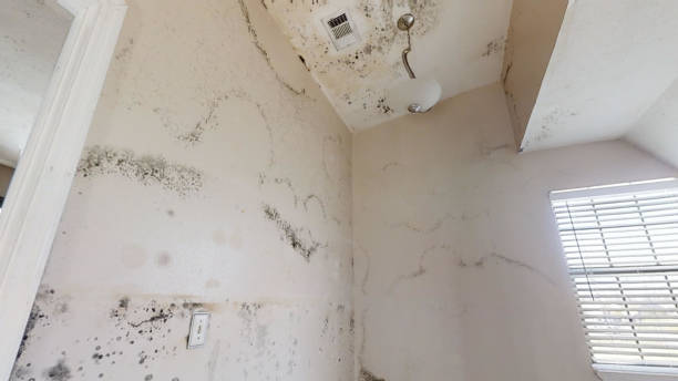 Best Post-Construction Mold Inspection  in Loyola, CA