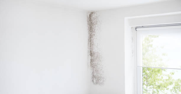 Best Mold Damage Restoration  in Loyola, CA