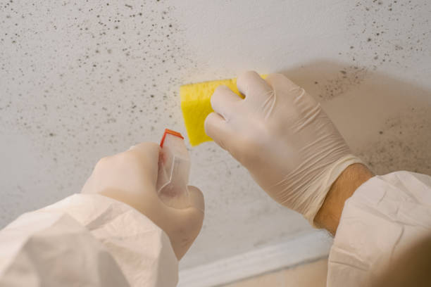 Best Crawl Space Mold Remediation  in Loyola, CA