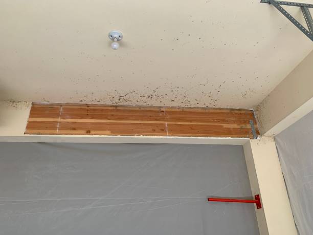 Best Basement Mold Removal  in Loyola, CA