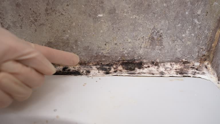 Best Black Mold Removal  in Loyola, CA